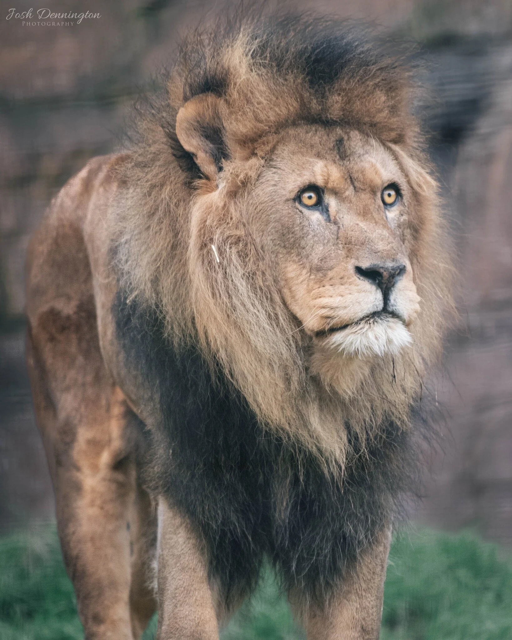 🦁 Amidst the winter silence, this African Lion is embracing the cold, their tawny fur contrasting against the shadows of winter.

📝 Fact File: African lions (Panthera leo) are incredibly adaptations to their environment. Although they are typically