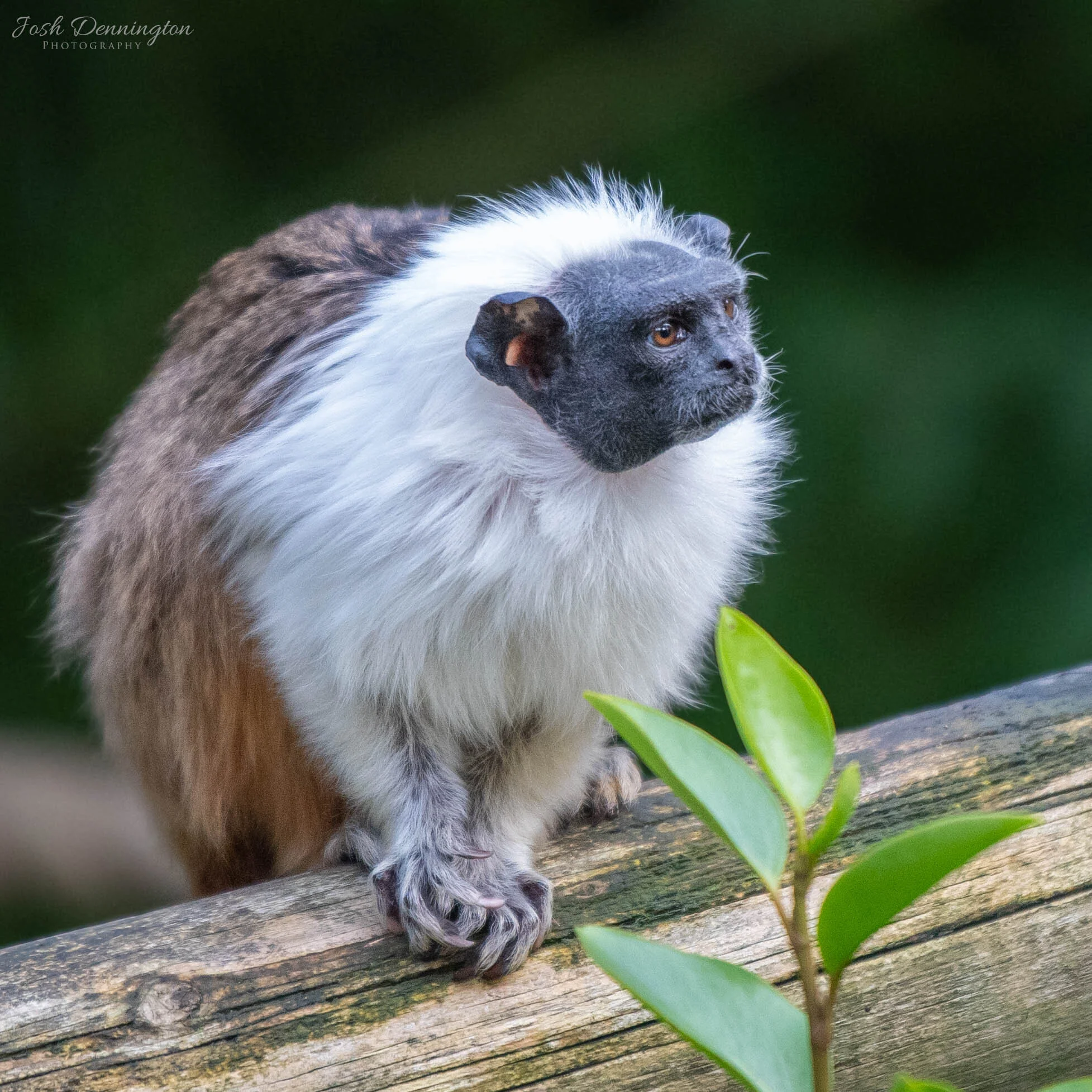 🐵 Nestled in the leafy canopy, the pied tamarin sports a white coat and is no bigger than your hand. They're poised on the log, their tiny eyes alert and observant. They're waiting for...something. Maybe a ripe fruit? Or perhaps playmate? Who knows?