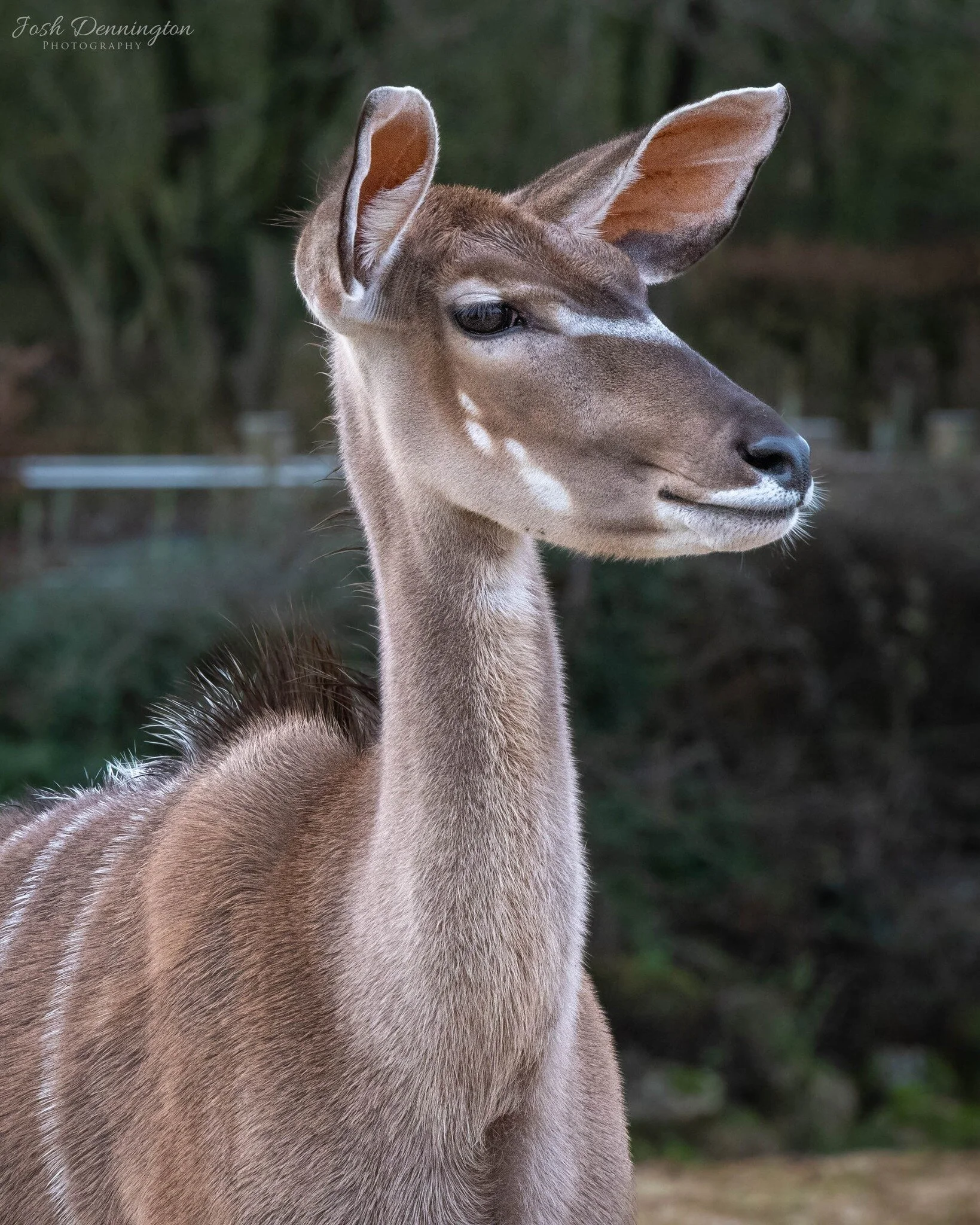 🦌 This Greater Kudu's infectious smile can brighten even the darkest of days. She sure does know how to pose for the camera with a twinkle in her eye!

📝 Fact File: Greater Kudus are native to Eastern and Southern Africa

📍 @colchester_zoo 

#colc