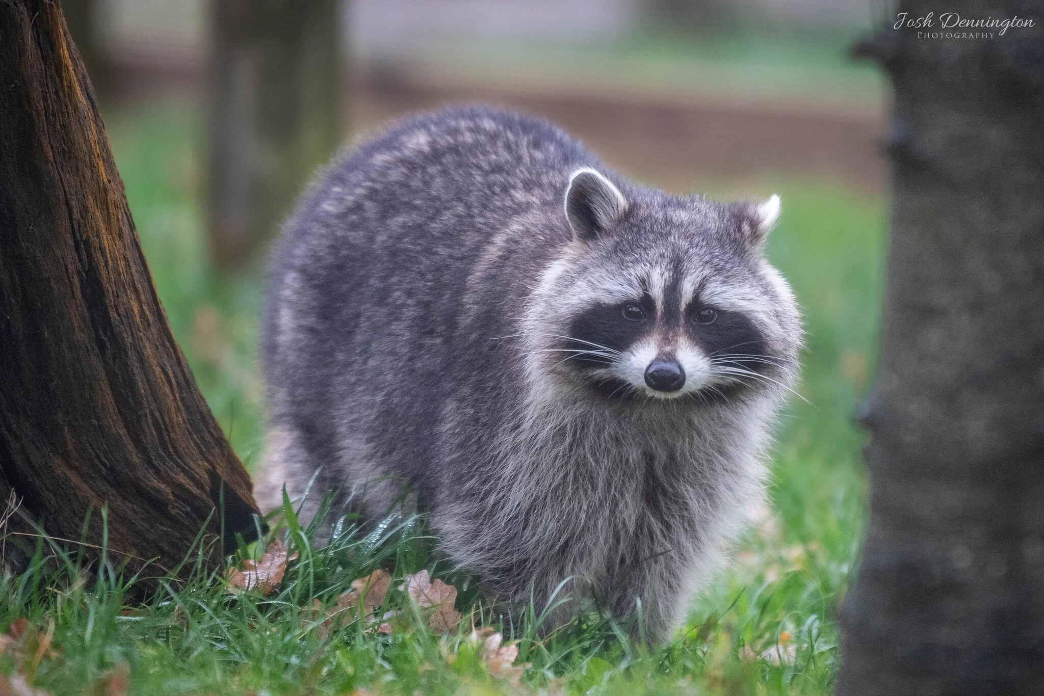 🦝 Look at this little guy, nestled between the trees, probably planning his next great adventure or scouting out his next meal. Raccoons are so much more than just cute faces - they are survivors, adaptable and resourceful.
 
📝 Fact File: Their nim