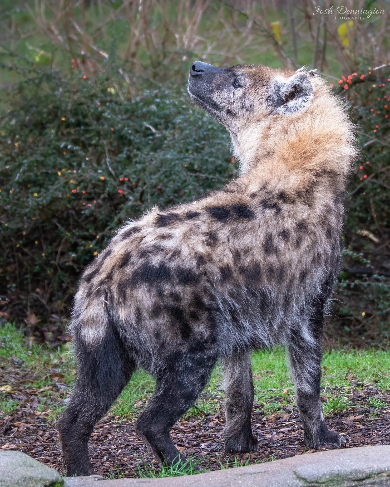 🐾 Ever had one of those moments where you just want to throw your head back and unleash a full-throated laugh at the universe? Just look at this remarkable hyena, gazing up at the sky with a great expression.

📝 Fact File: Did you know that hyenas 
