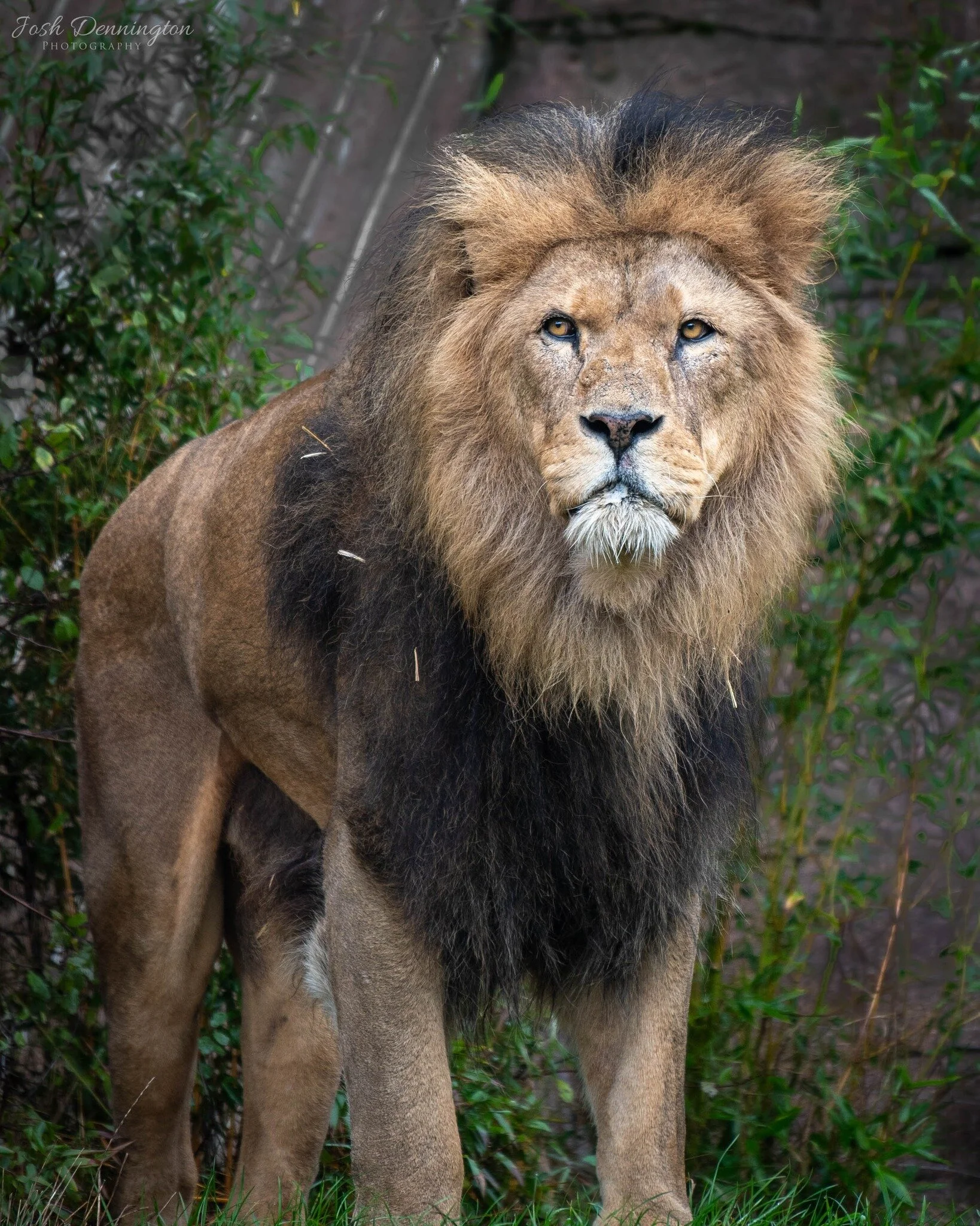 🦁 There's something about the African lion that commands respect and admiration. That powerful gaze, the majestic mane, and most definitely his confident posture!

📝 Fact File: Did you know that a lion's roar can be heard up to 5 miles away? That's