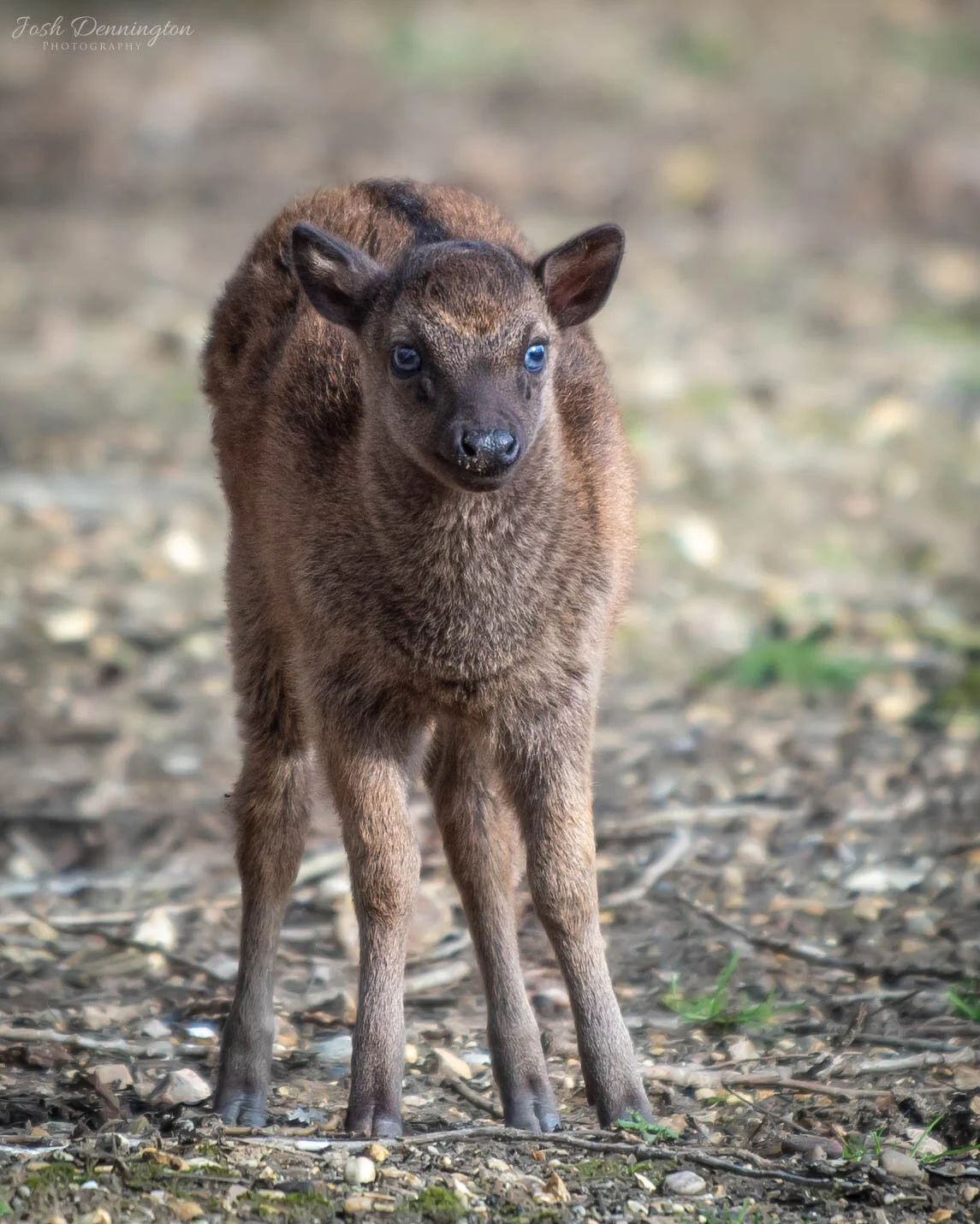 🦌 Lay your eyes on this tiny, baby spotted deer. These little deer are native to the lush, tropical forests of the Philippines. Just look at those bright blue eyes!

📝 Fact File: Did you know that blue eyes in deer are quite rare? Most deer have br
