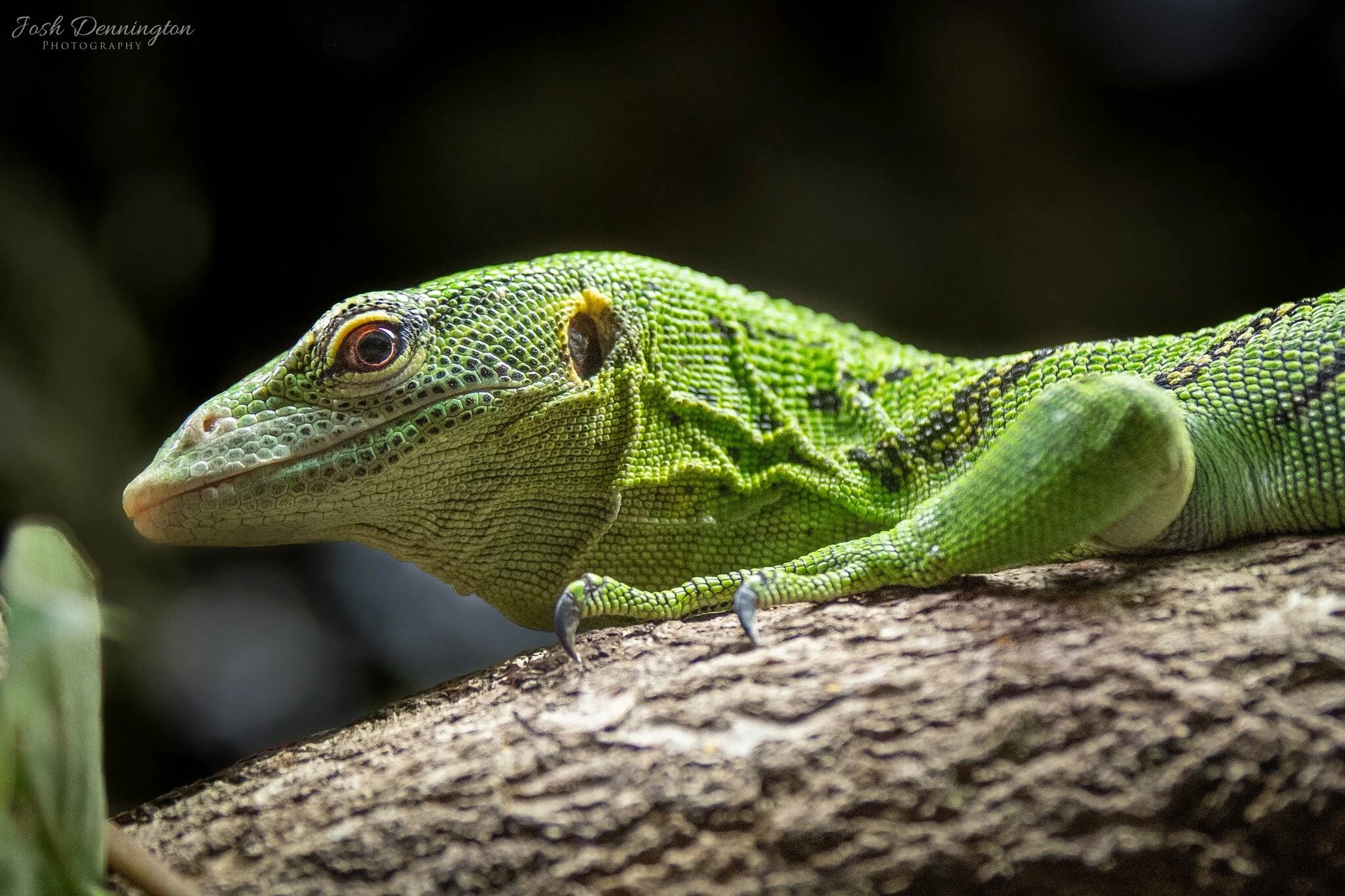🦎 Get up close and personal with this exotic reptile, and you'll find yourself mesmerised by the intricate details of their scales. They're not just green; they're a vibrant palette of emerald, jade, and mint, speckled with a hint of black for a str