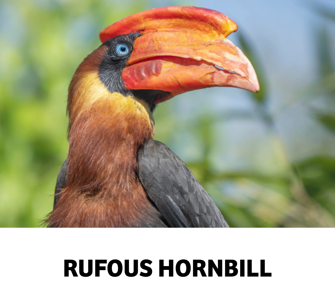 rufous hornbill