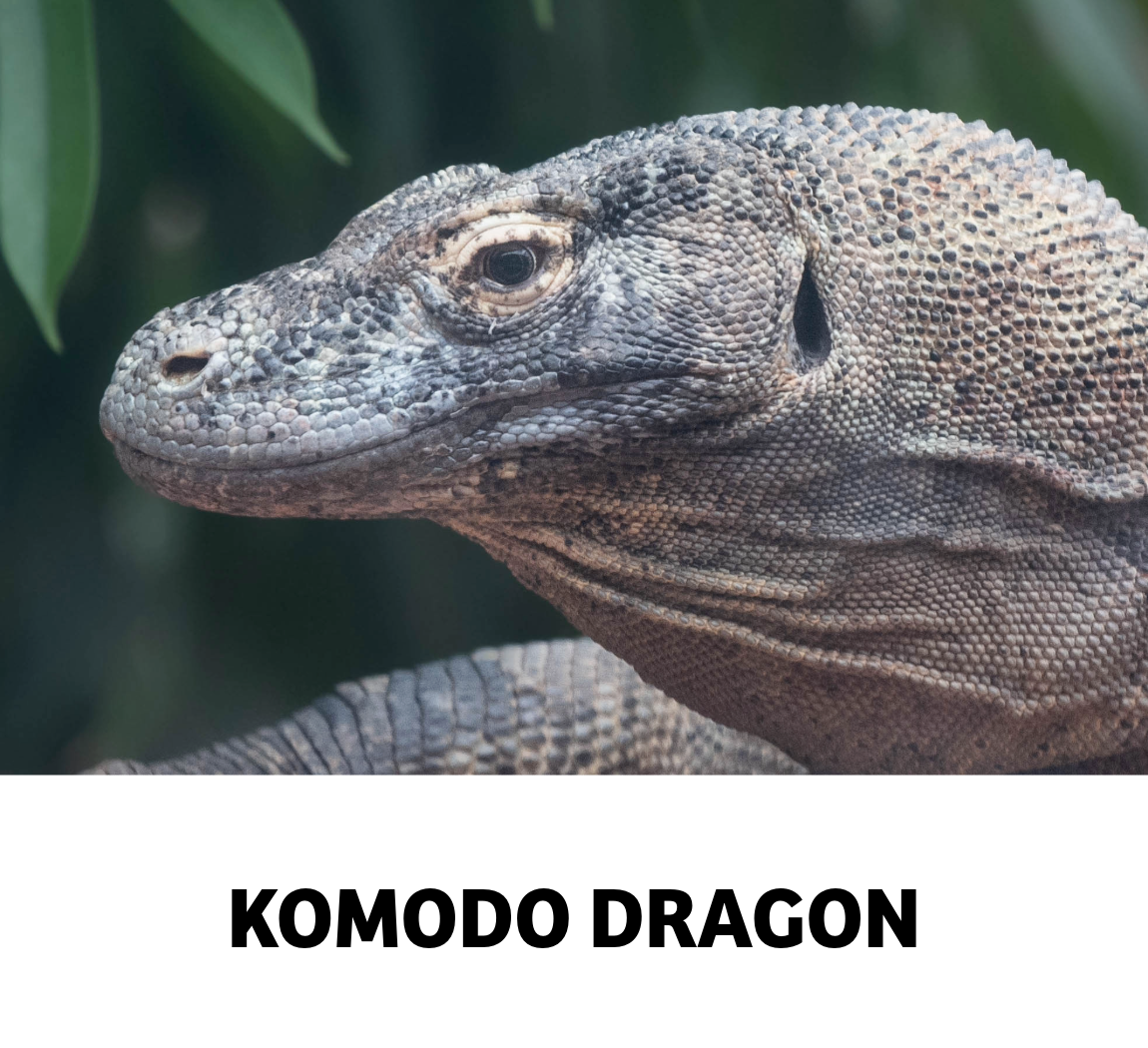 komodo dragon