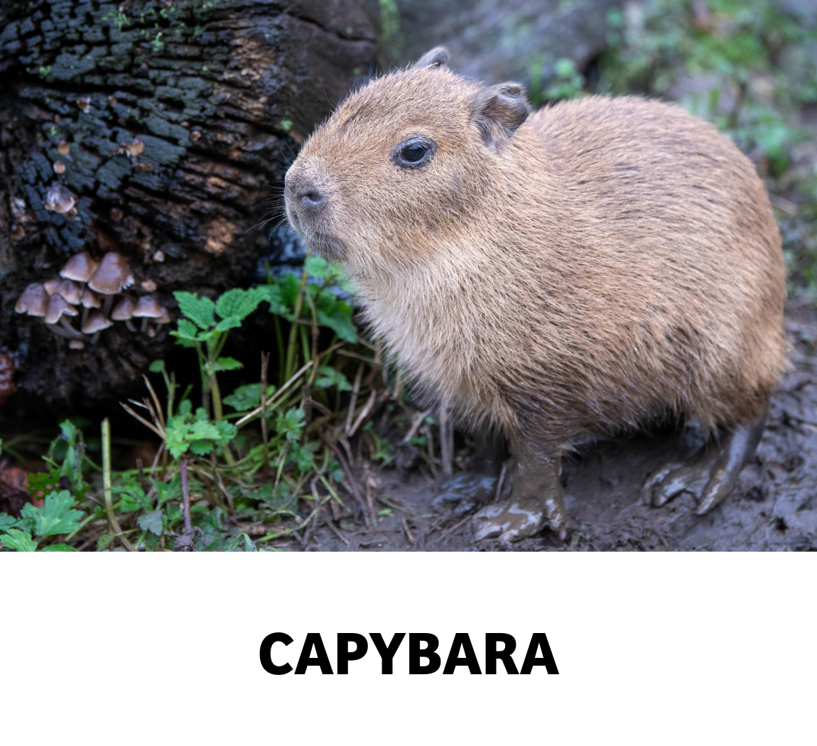 capybara