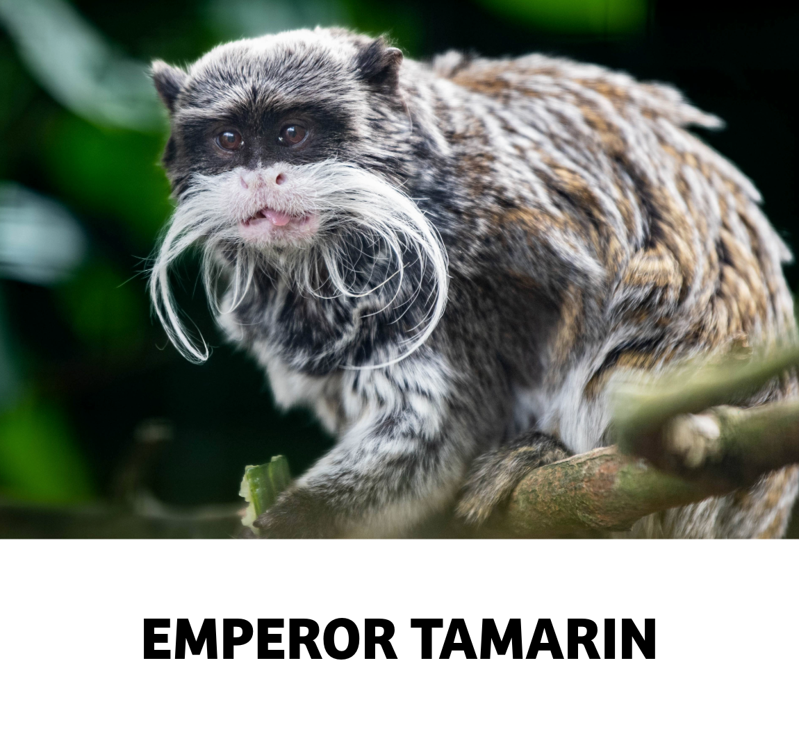 emperor tamarin