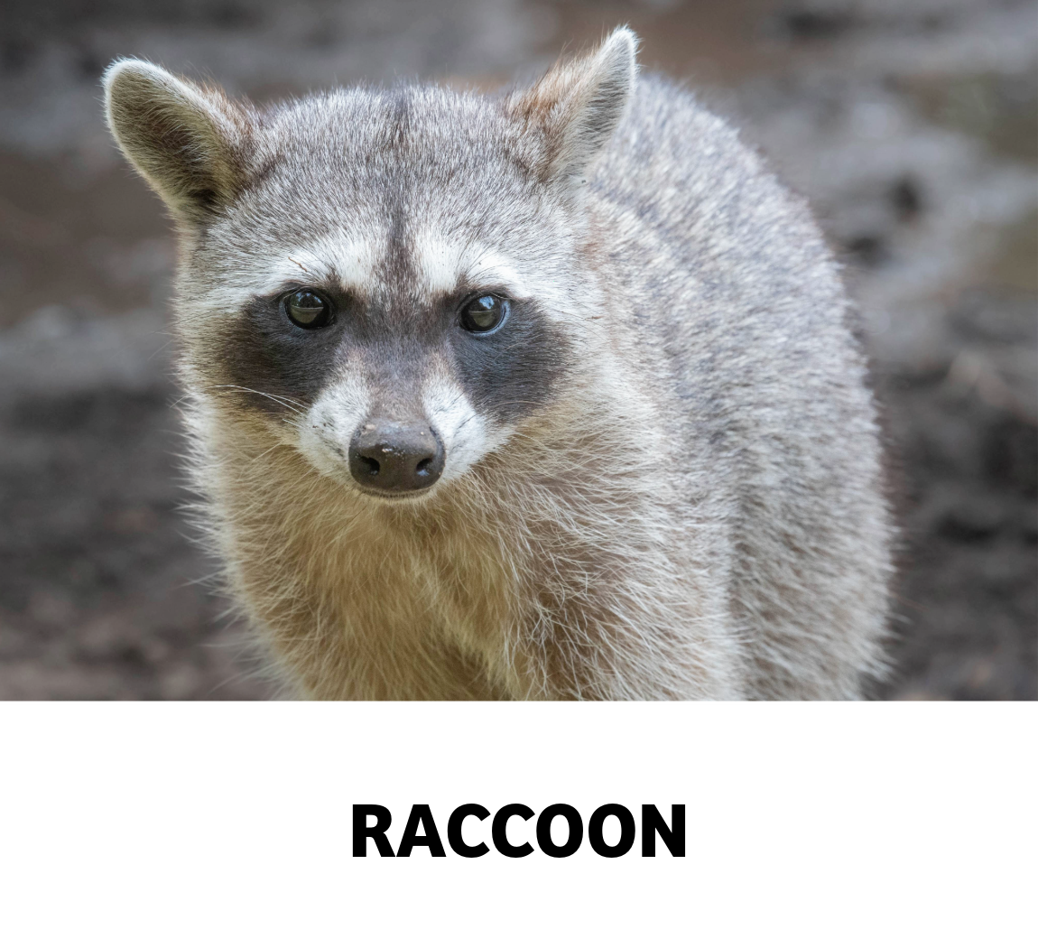 raccoon