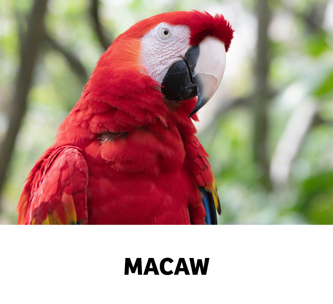 macaw