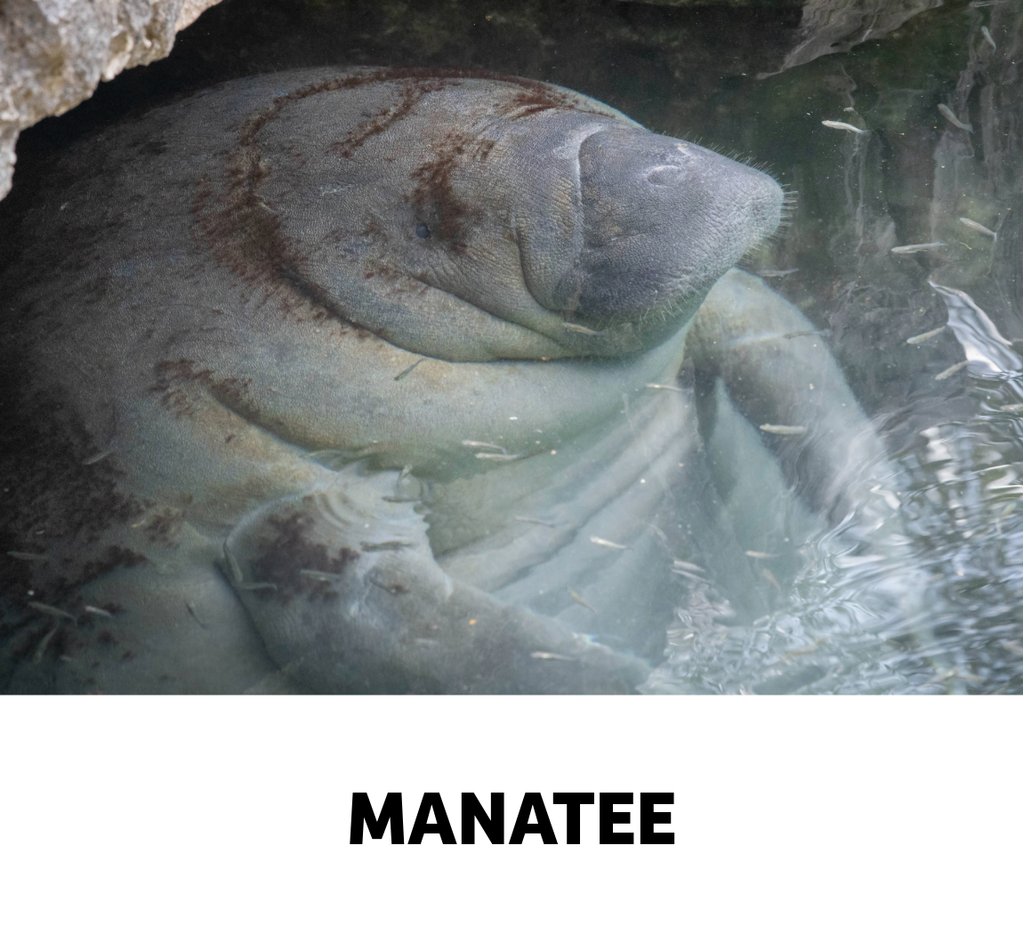 manatee