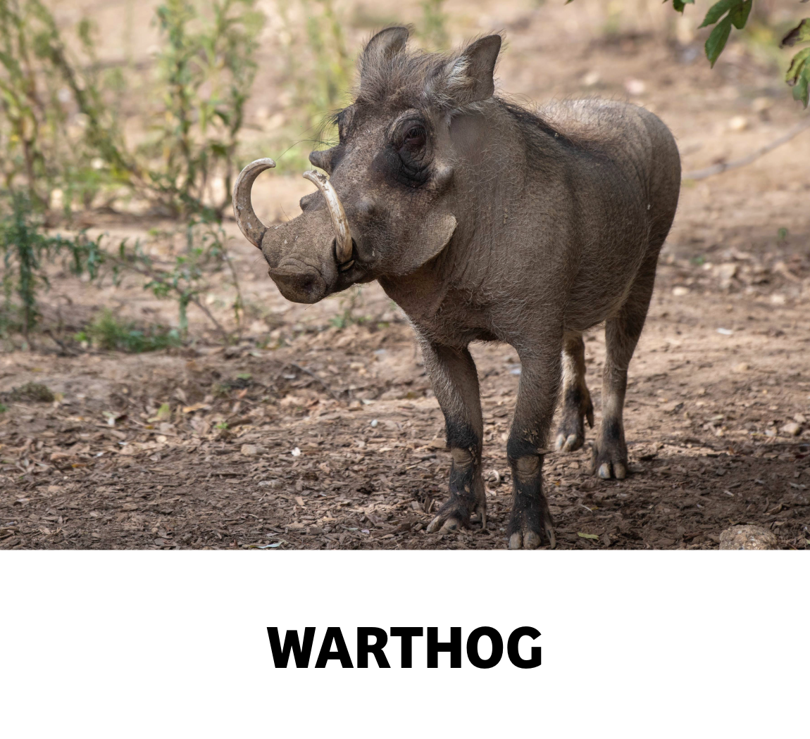 warthog