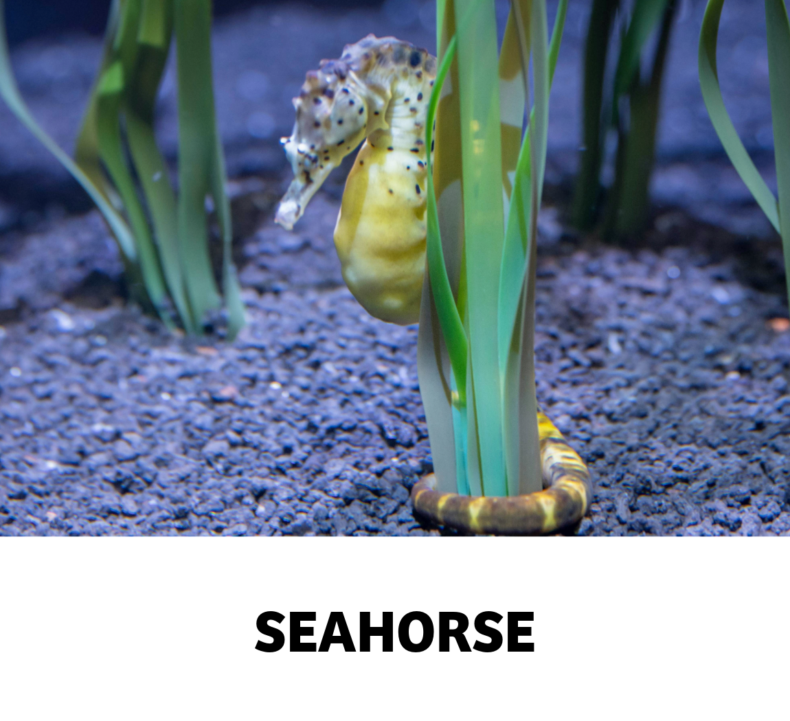 seahorse