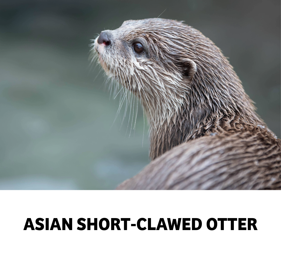 asian short clawed otter