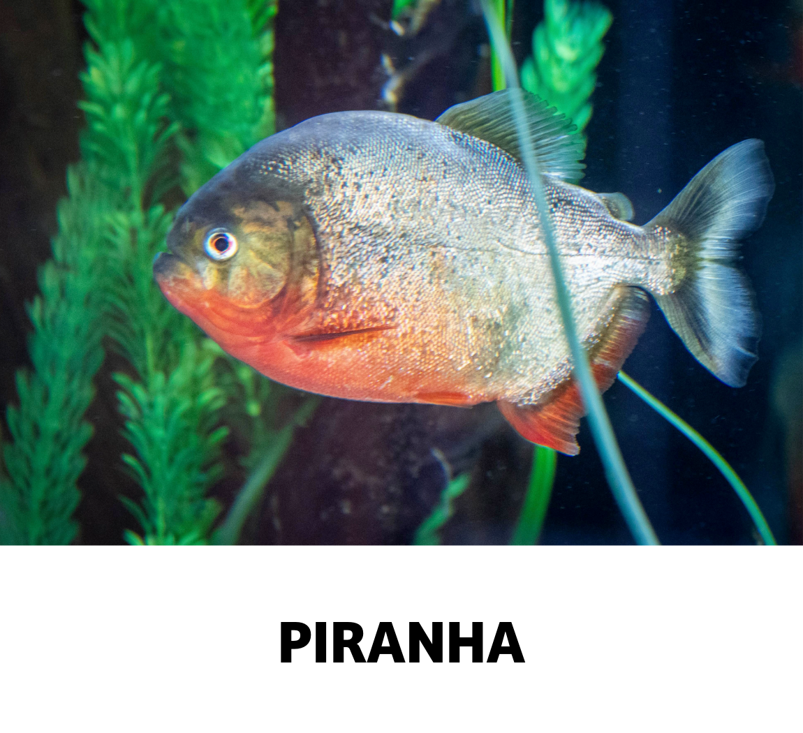 piranha
