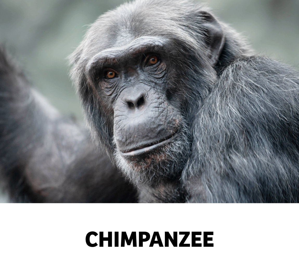 chimpanzee