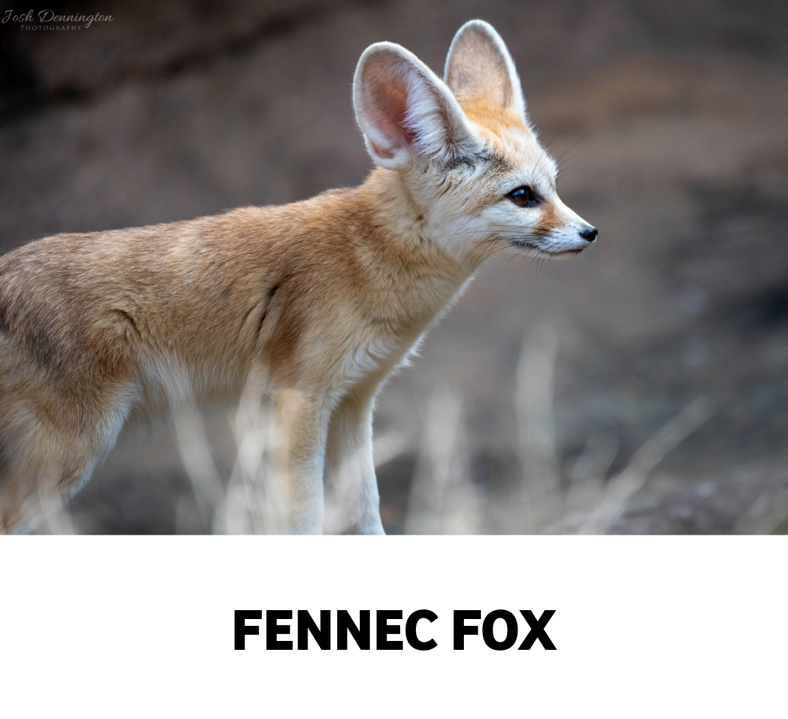 fennec fox