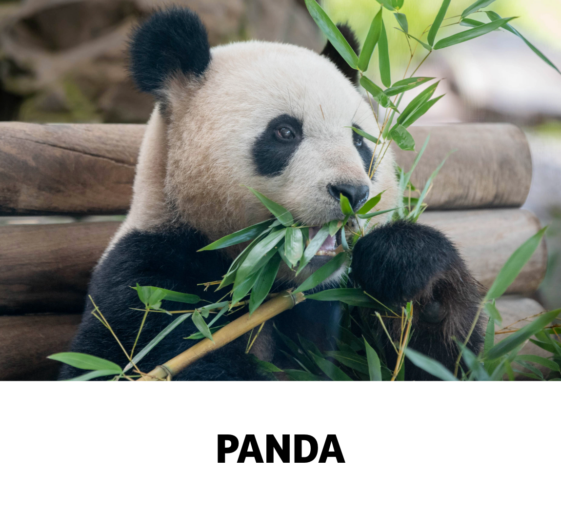 panda
