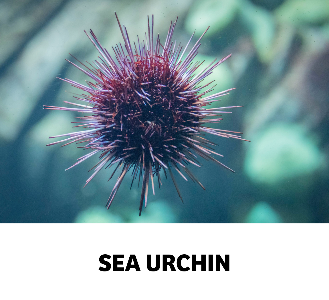 sea urchin