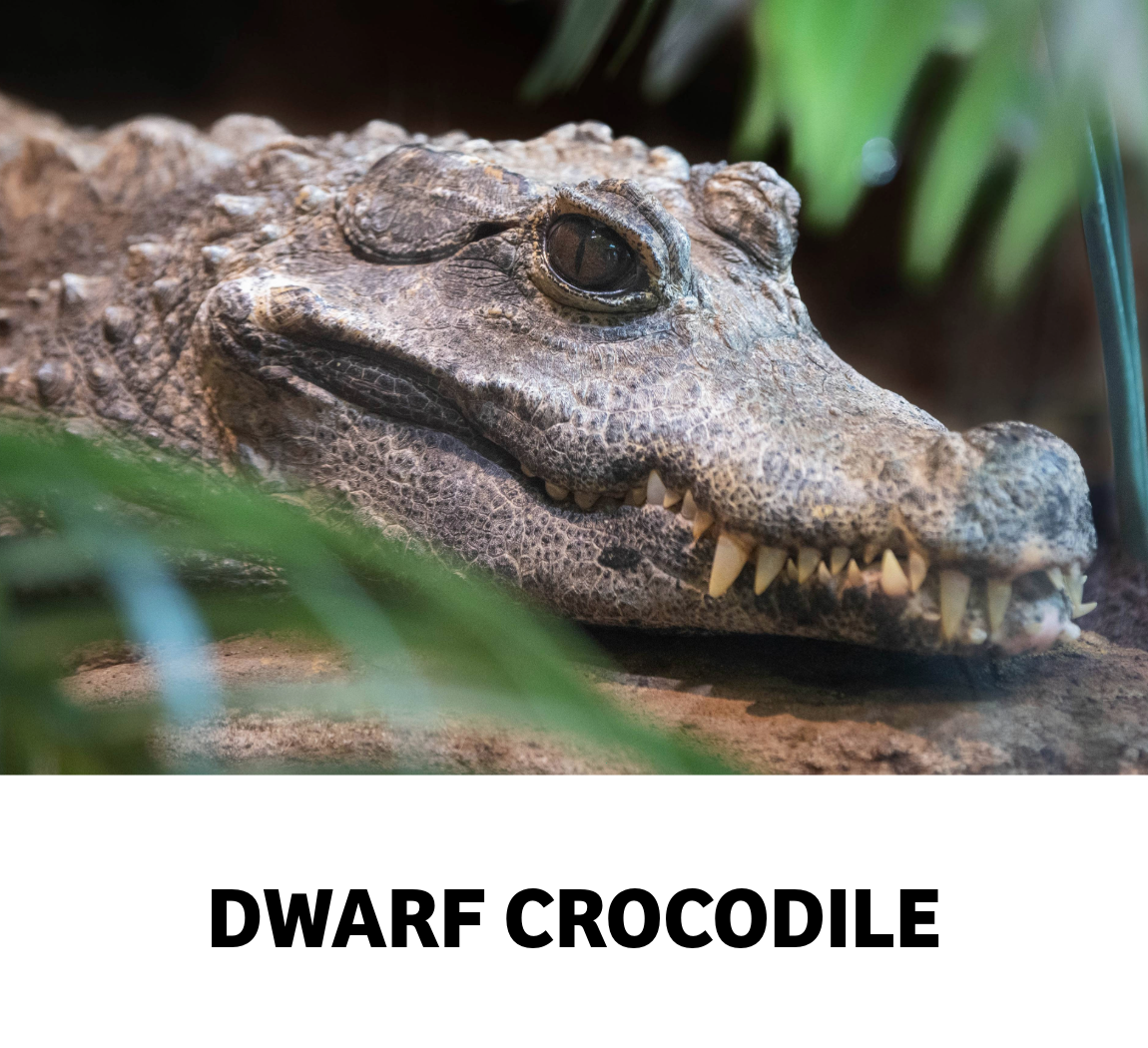 dwarf crocodile