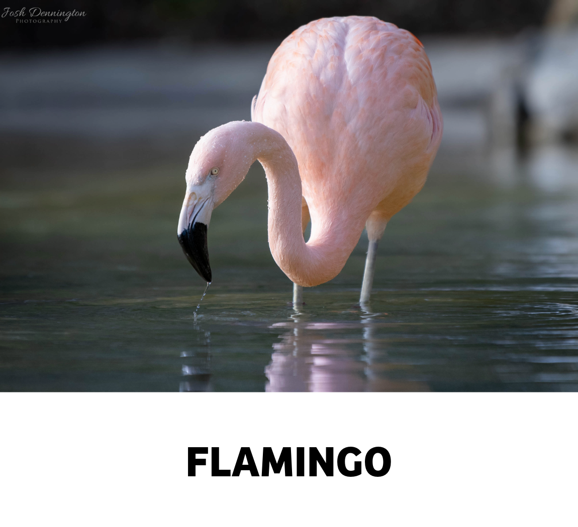 flamingo