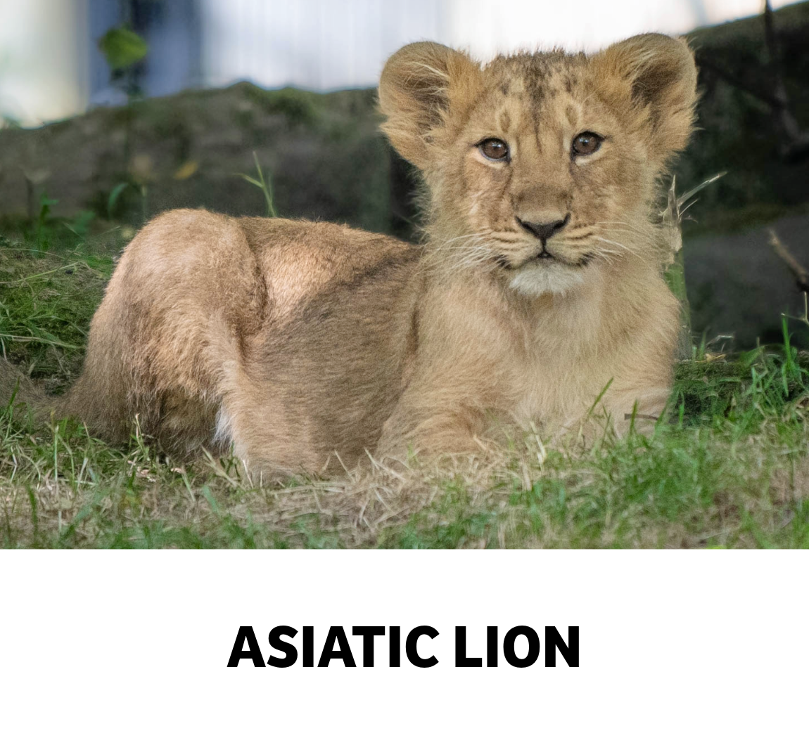 asiatic lion