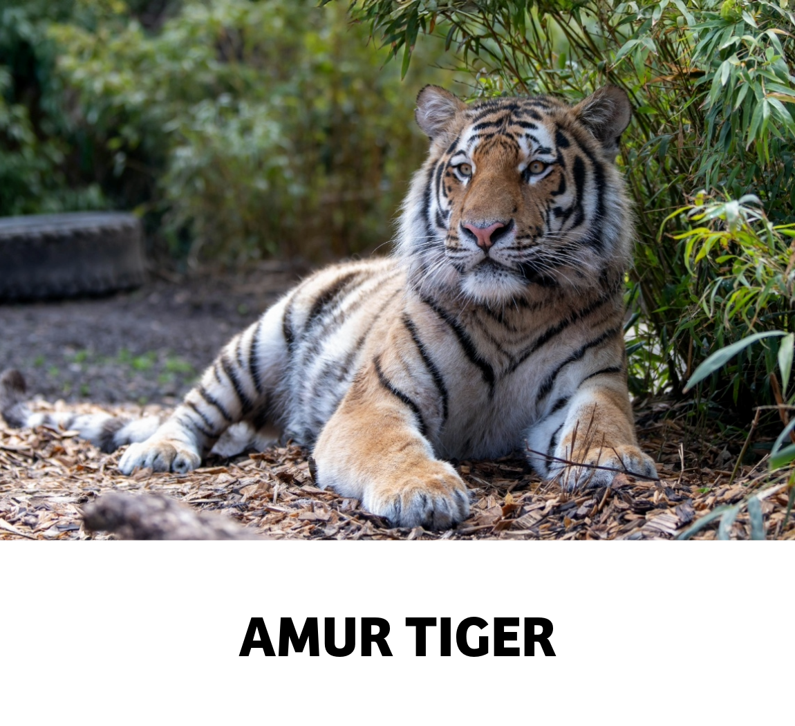 amur tiger