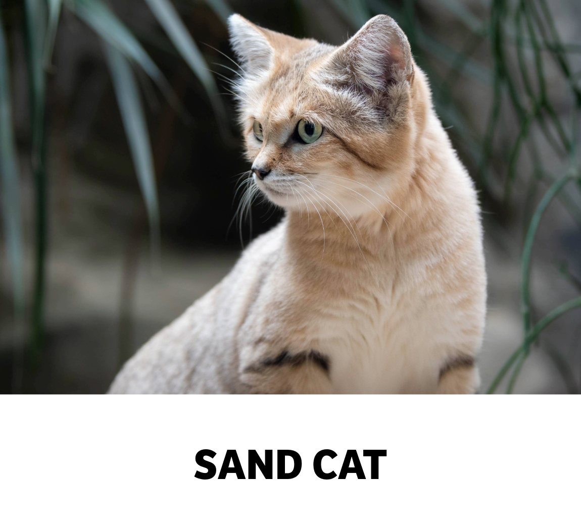 sand cat