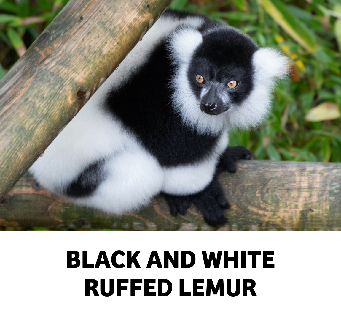 black and white ruffed lemur