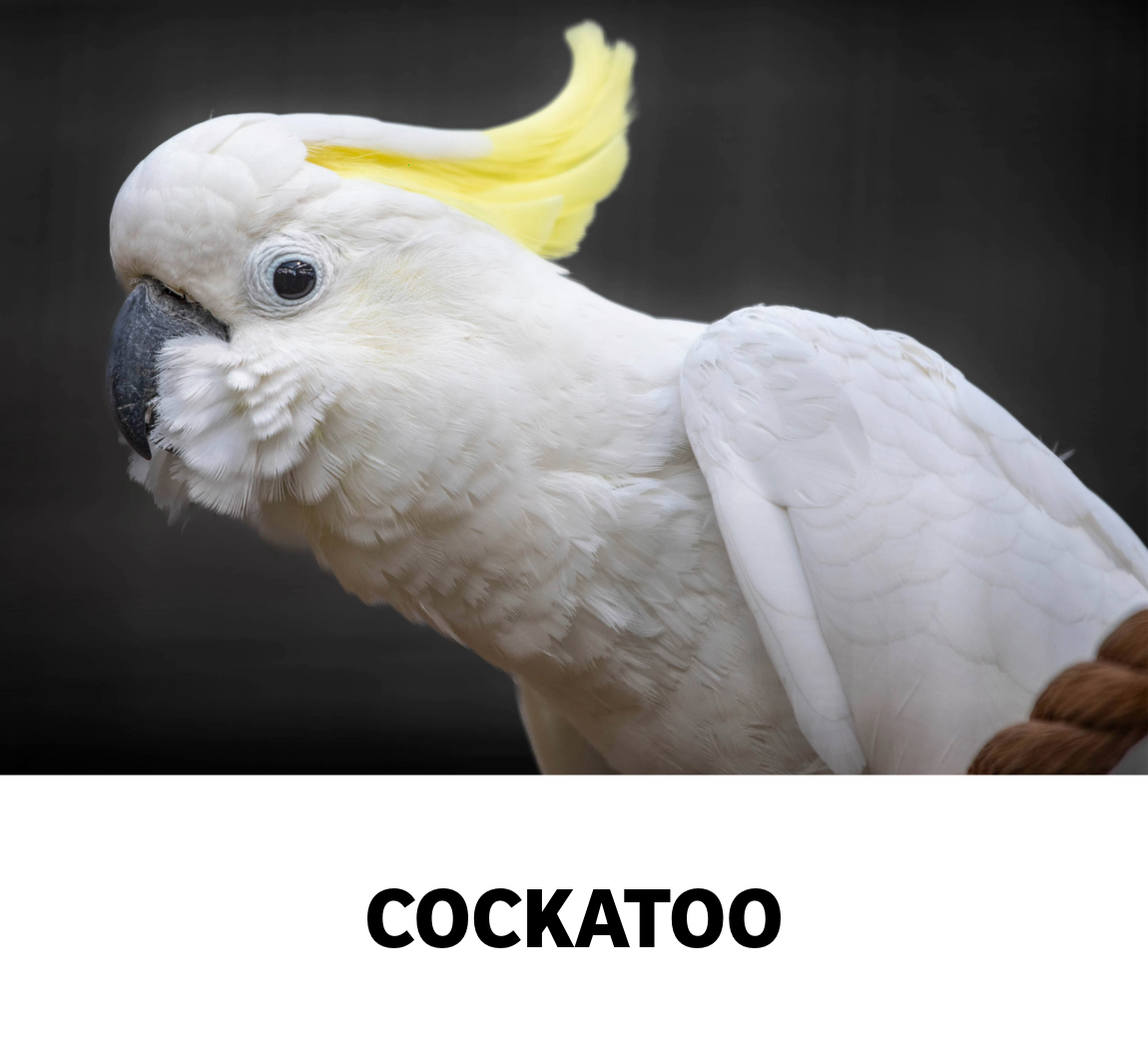 cockatoo