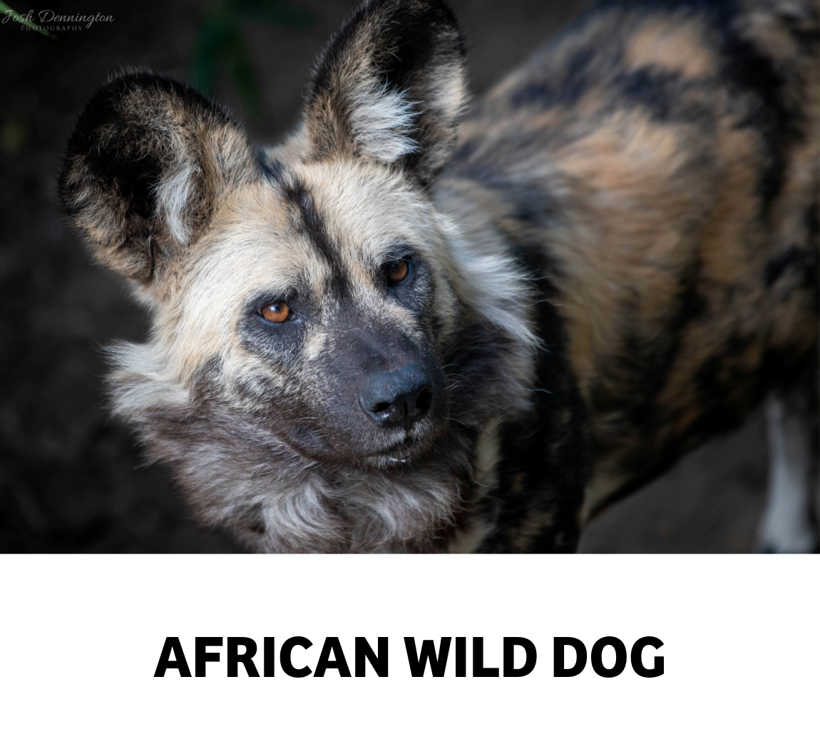 african wild dog