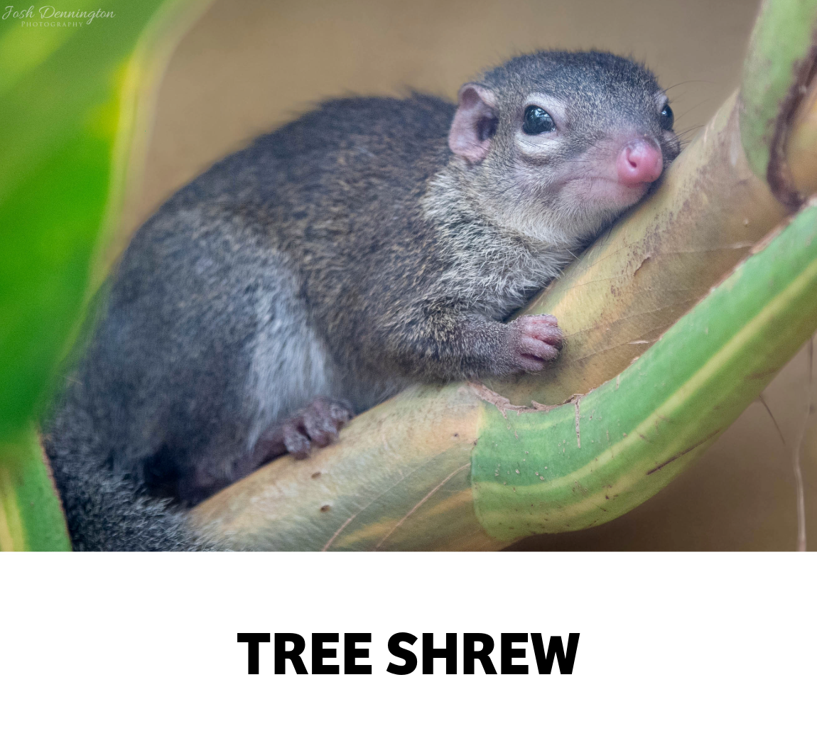 tree shrew