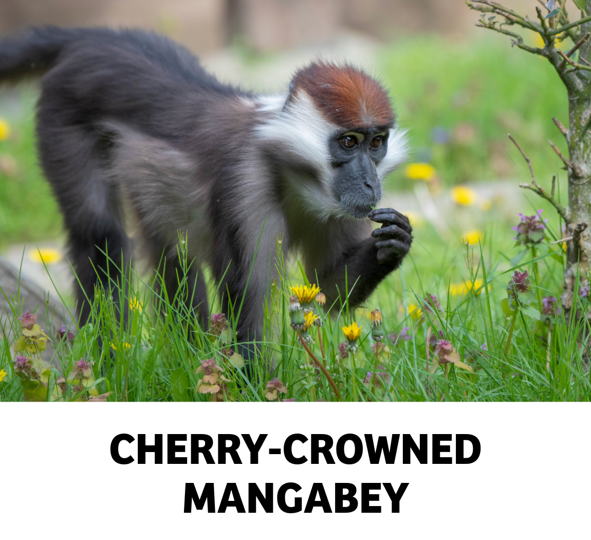 cherry crowned mangabey