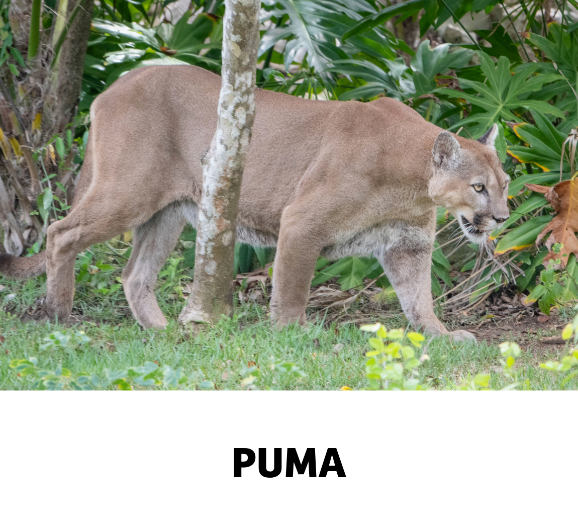 puma