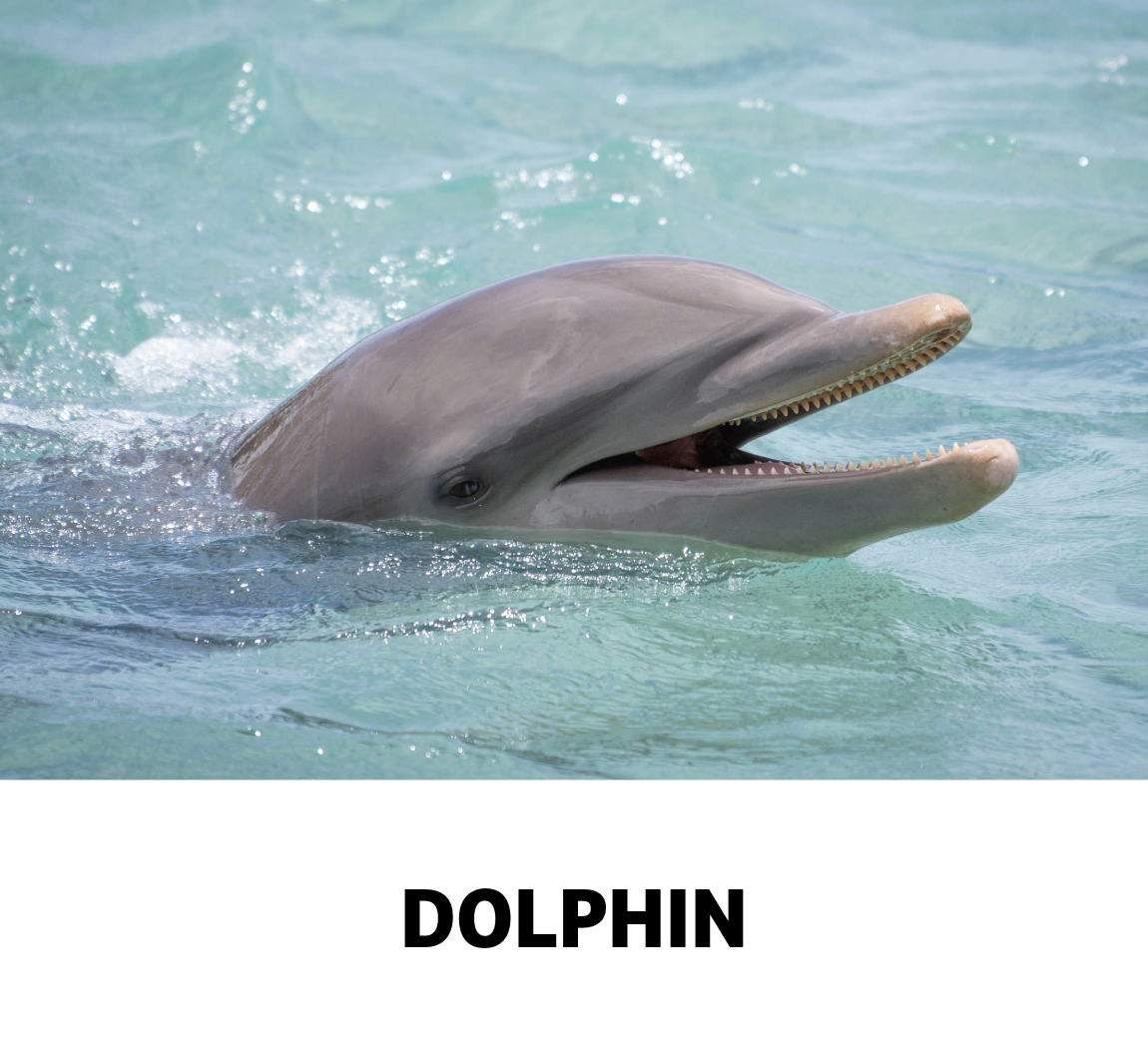 dolphin