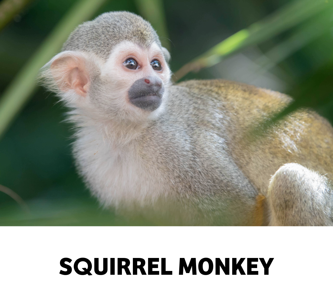squirrel monkey