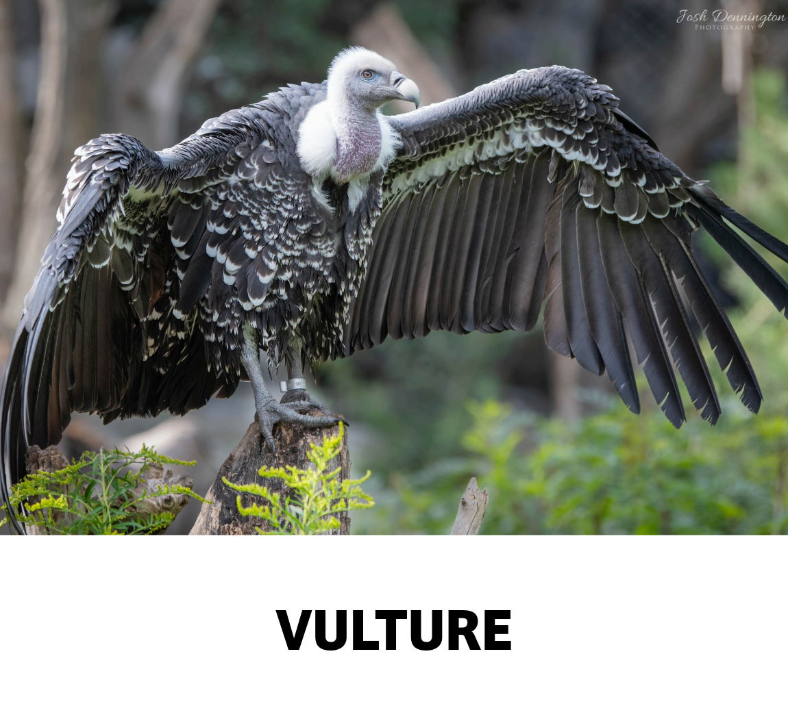 vulture