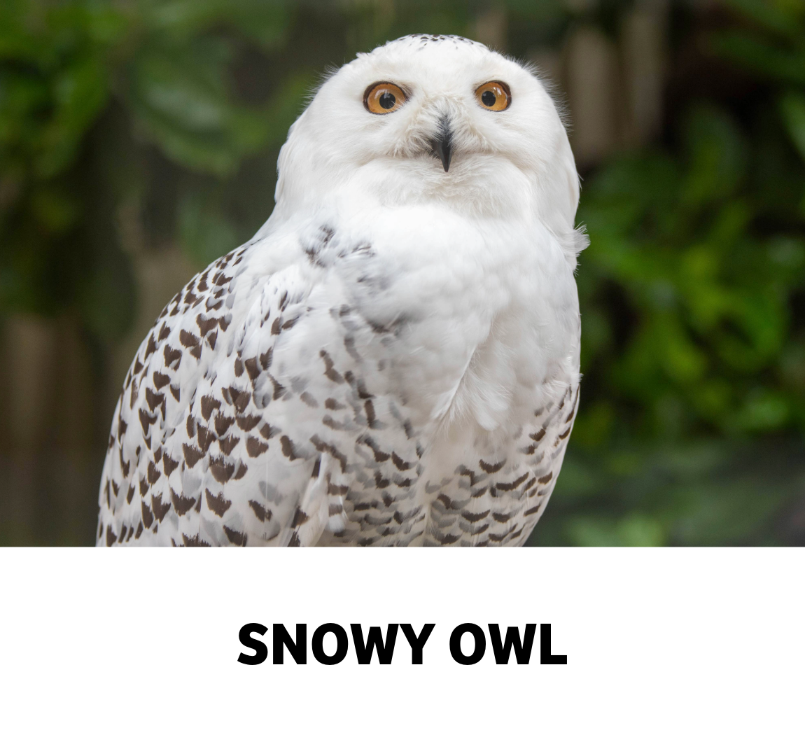 snowy owl