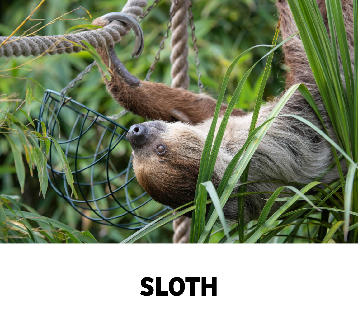 sloth