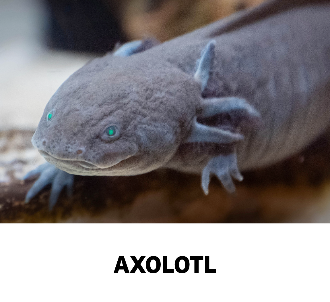 axolotl
