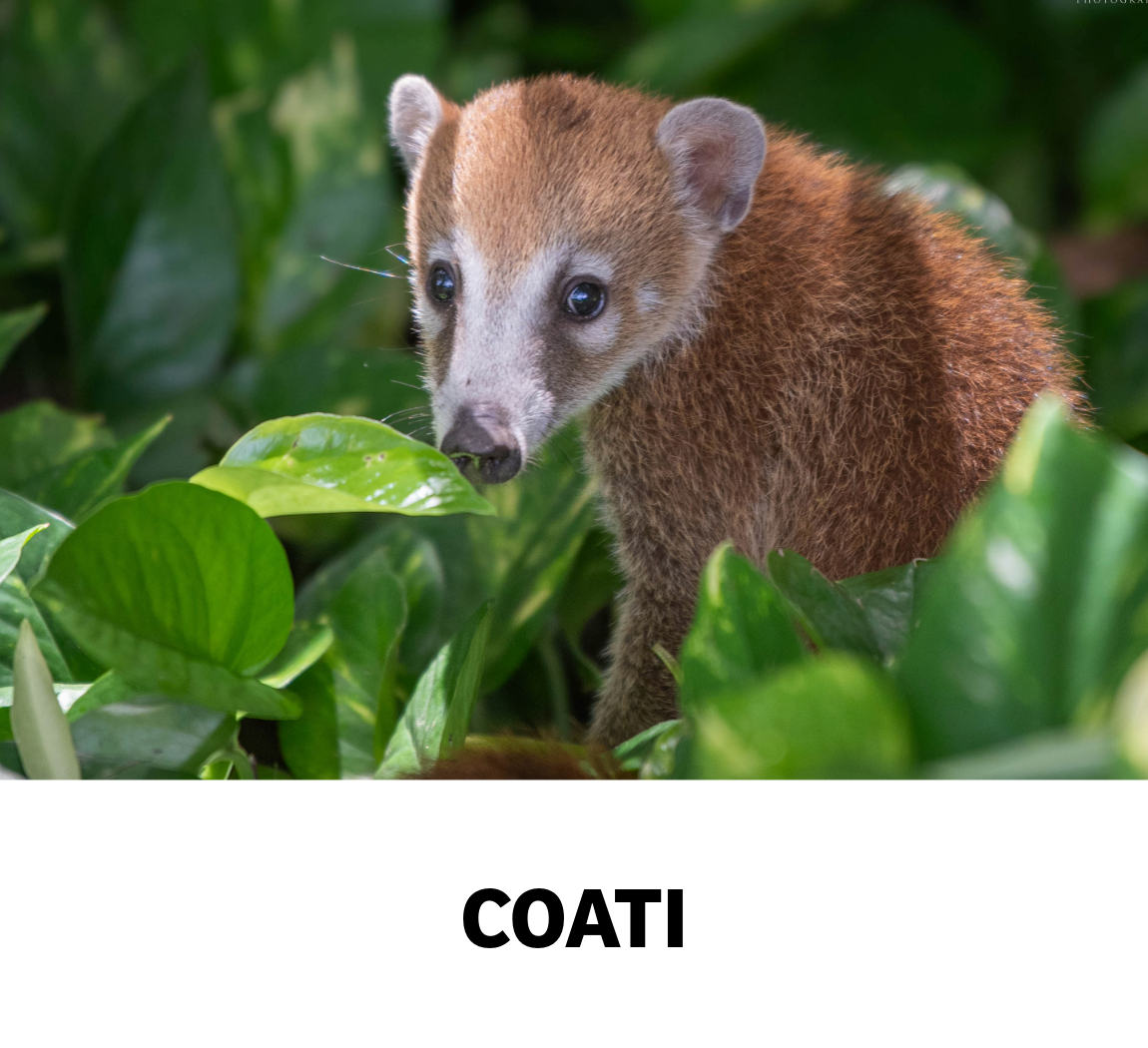 coati