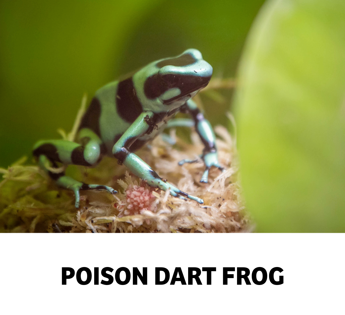 poison dart frog