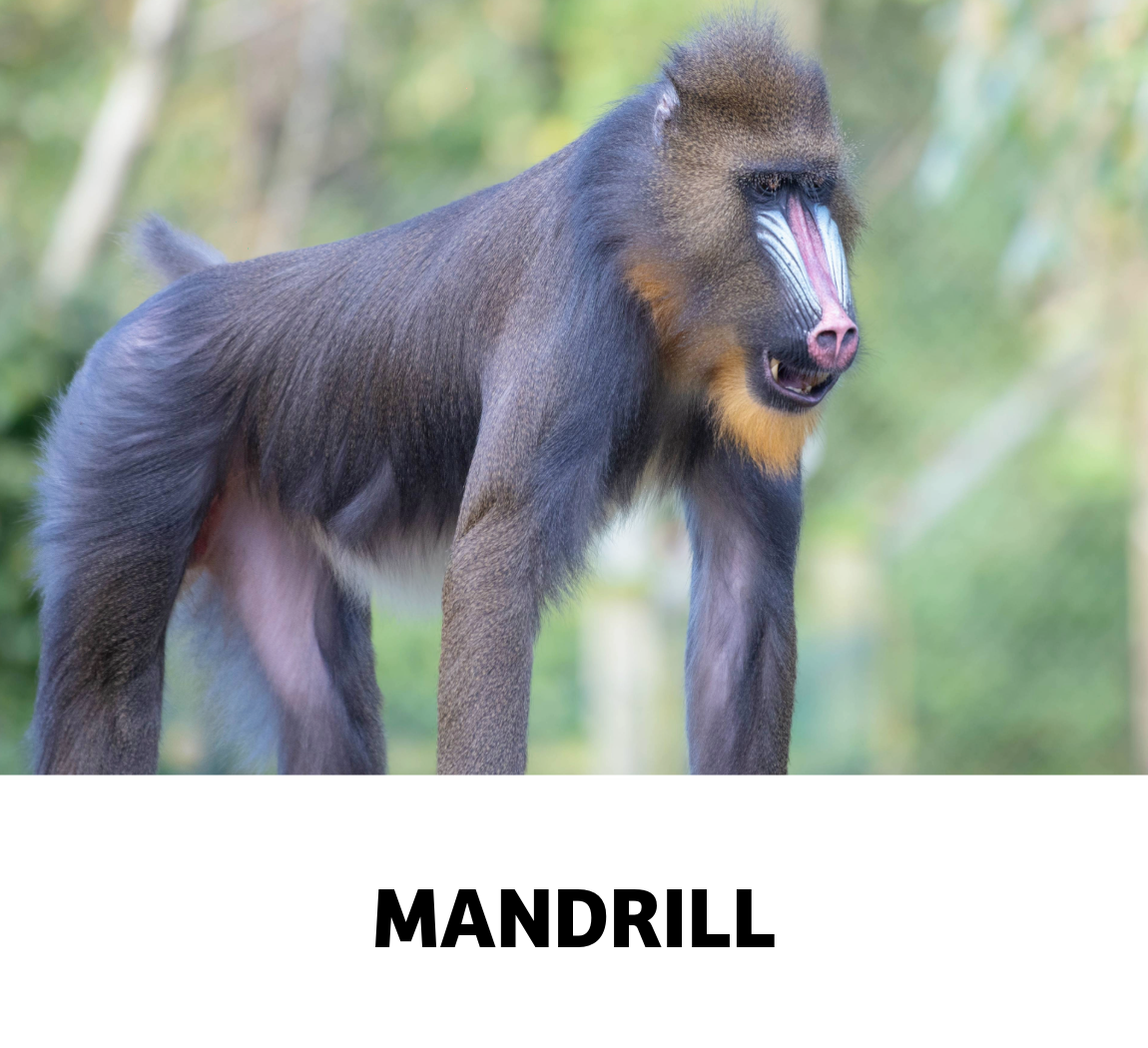 mandrill