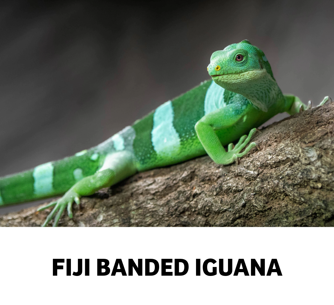 fiji banded iguana