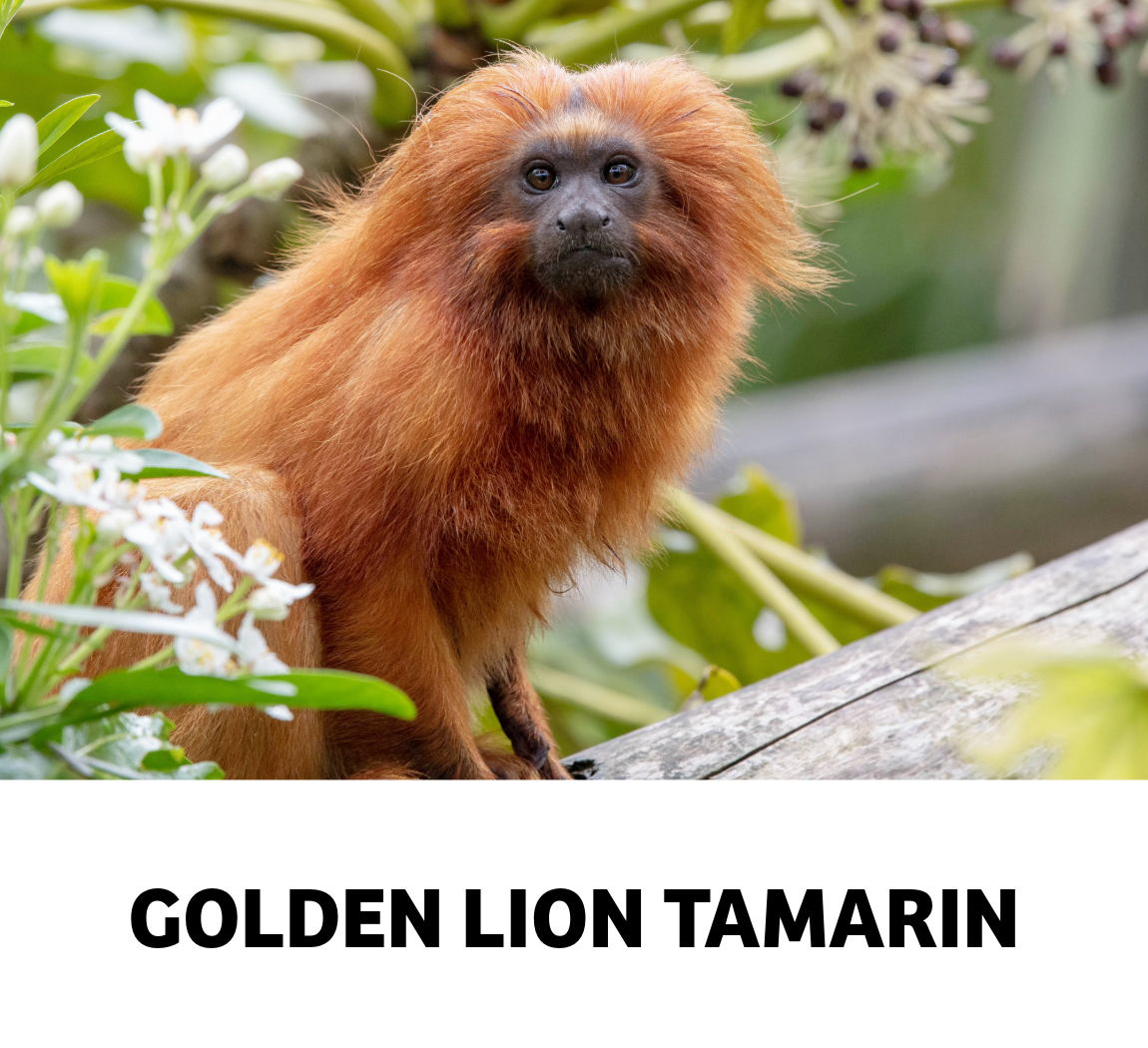 golden lion tamarin