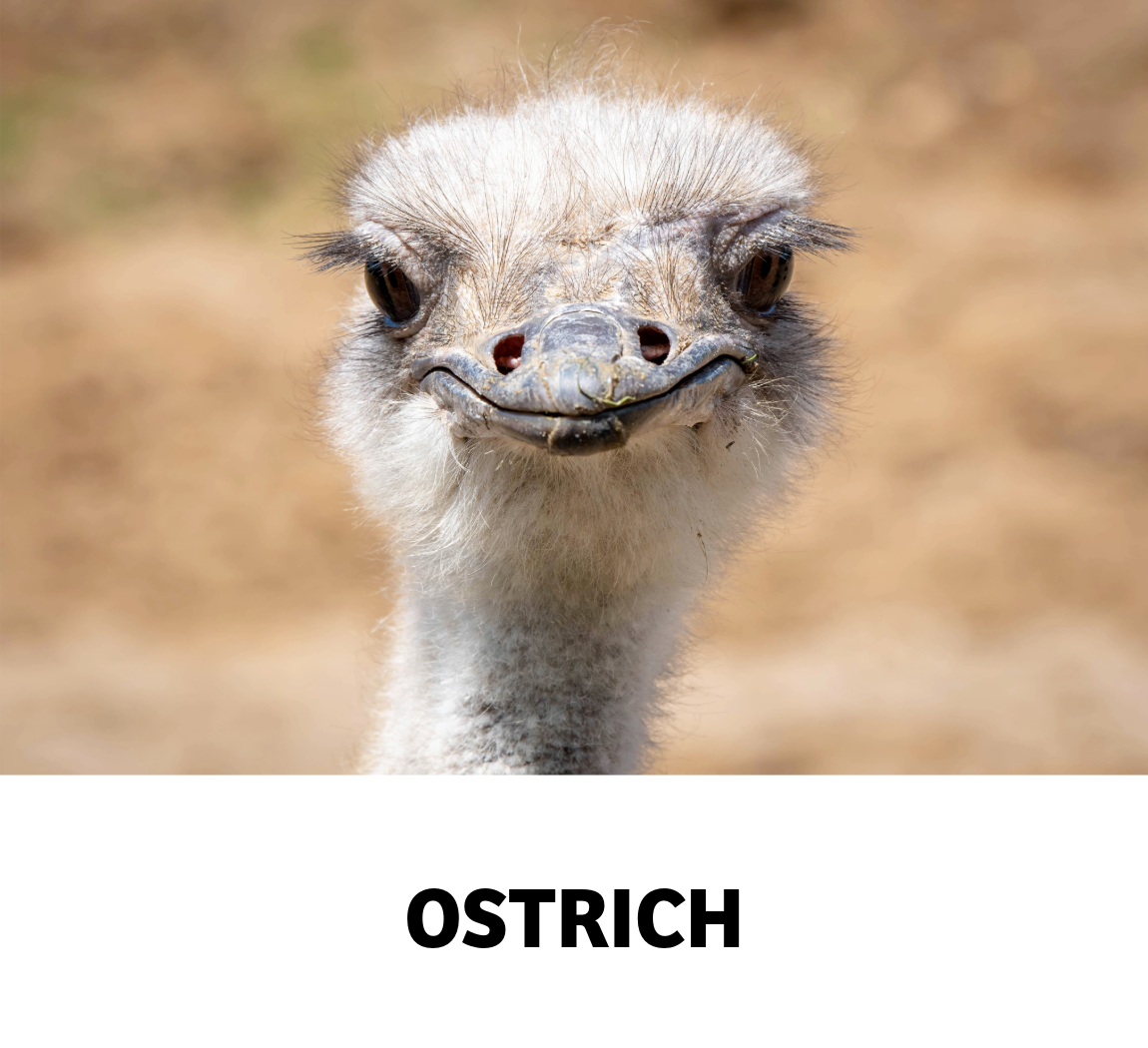 ostrich