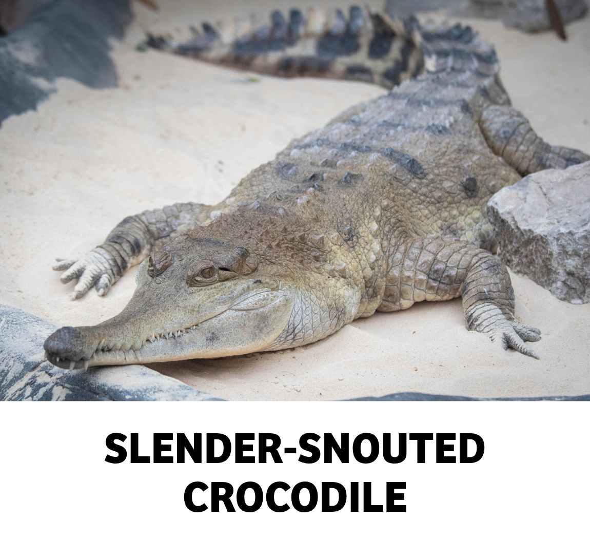 slender snouted crocodile