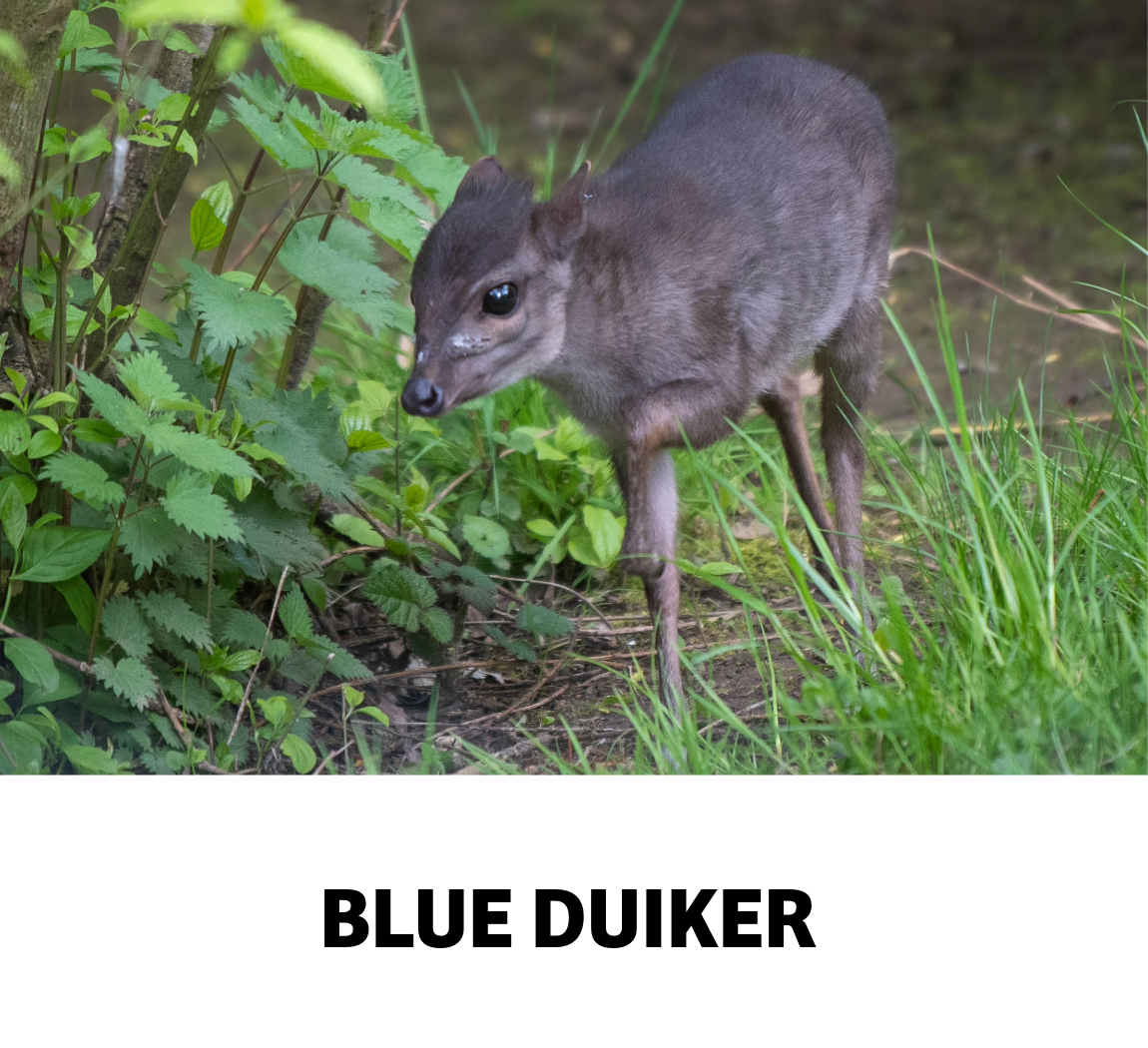 blue duiker