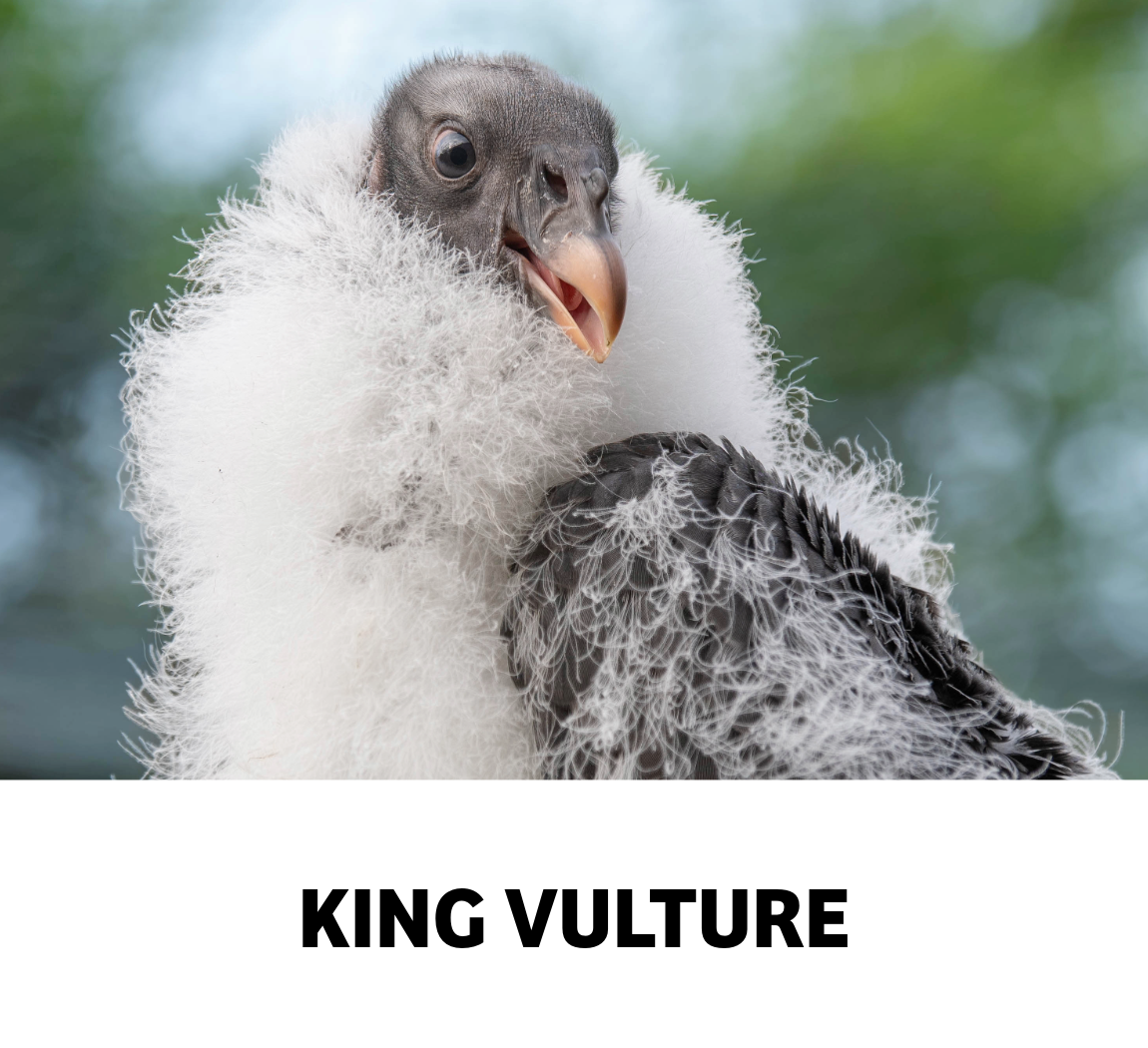 king vulture