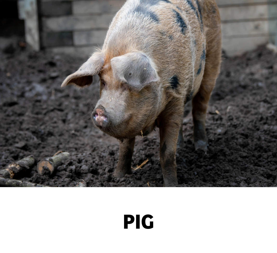 pig